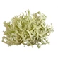 Quercus moss in herbal tea thallus 100 g