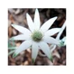Esencia Floral Natur Franela 15ml