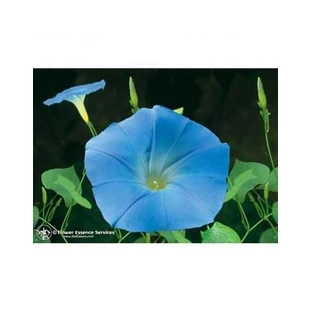 MORNING GLORY ESS 7.5ML CALIF