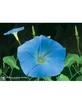 MORNING GLORY ESS 7.5ML CALIF
