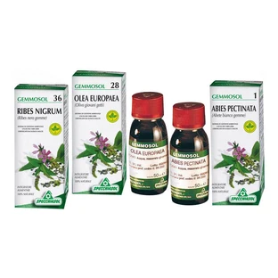 Schwarze Johannisbeere 1 DH Knospen 50ml