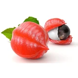 Guarana in Kräutertee aus gerösteten Samen 100 g