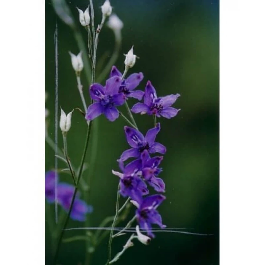 Esencia Natur Autenticidad 15ml