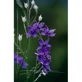 Natur Authenticity Essence 15ml