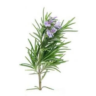 Rozemarijnblaadjes Heel 100 Gr