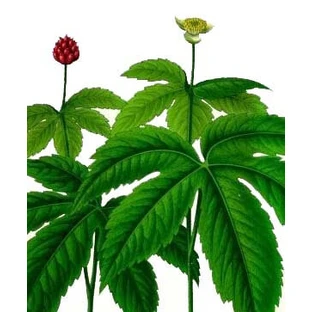 Idraste Rhizome Cut Herbal Tea 100 Gr