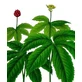 Hydraste Rhizome Cutting Herbal Tea 100 Gr