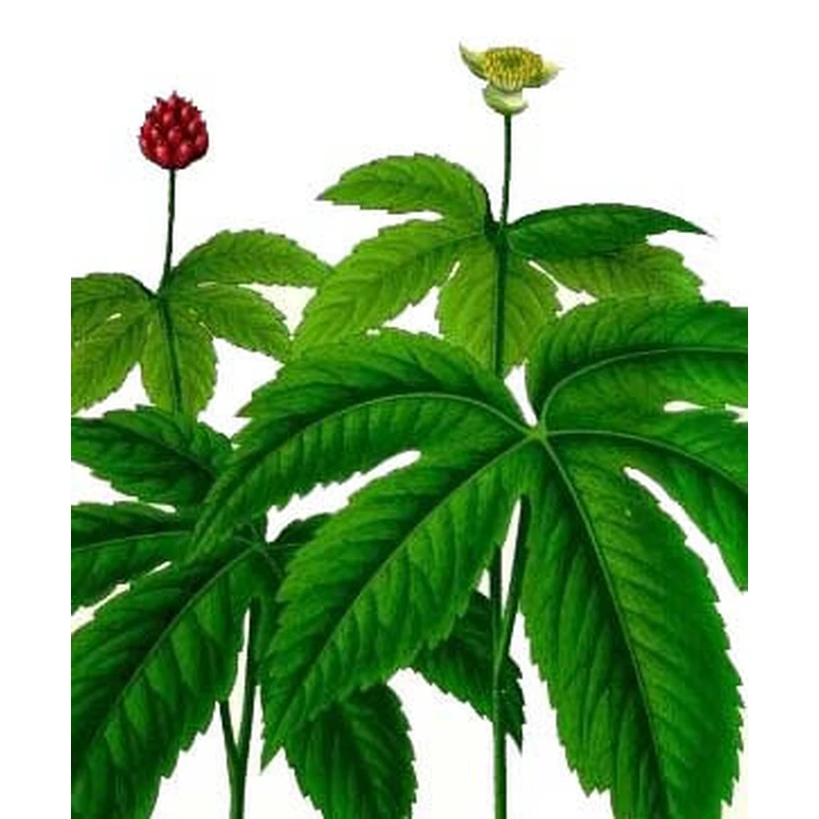 Hydraste Rhizome Cutting Herbal Tea 100 Gr