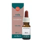 Tuja Essential Oil 10ml Erbavita