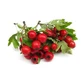  Weißdornbeeren für Abkochungen 100 g