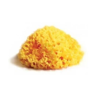 SPONGE NAT MEDITE LAB ATHENAEUMS 8