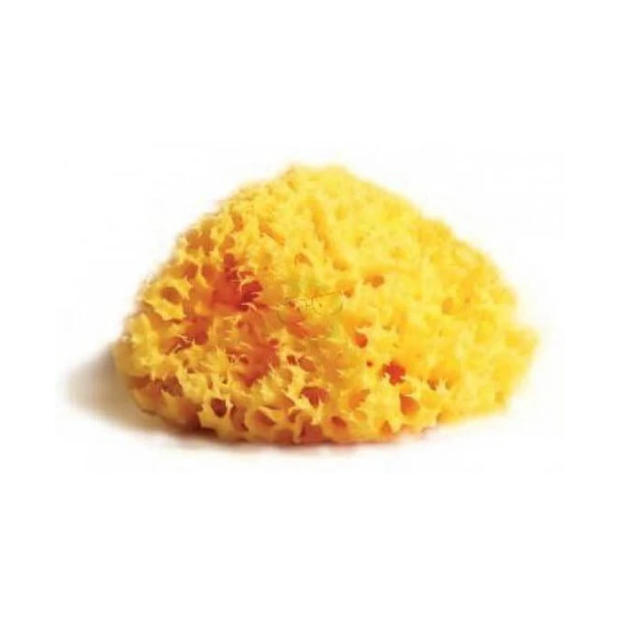 SPONGE NAT MEDITE LAB ATHENAEUMS 8
