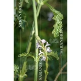 Verbena 100 Ml Druppels