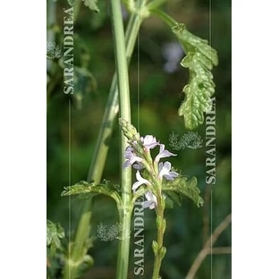 Verbena 100 Ml Drops