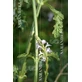 Verbena 100 Ml Druppels