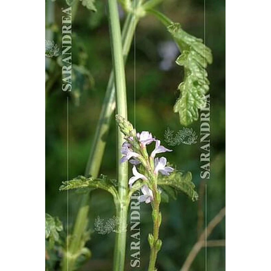 Verbena 100 Ml Druppels