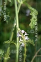 Verbena Gotas 100 Ml