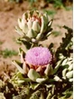 TSA CYNARA SCOLYMUS 50ML