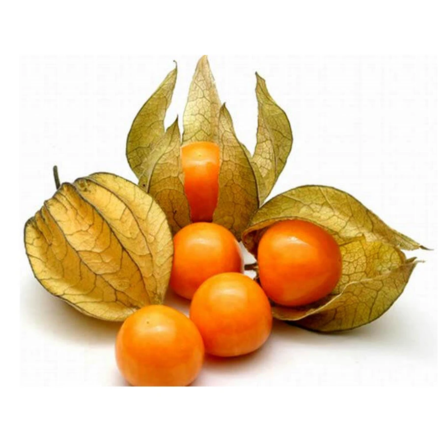Frutos secos de alchechengi para infusión o uso directo