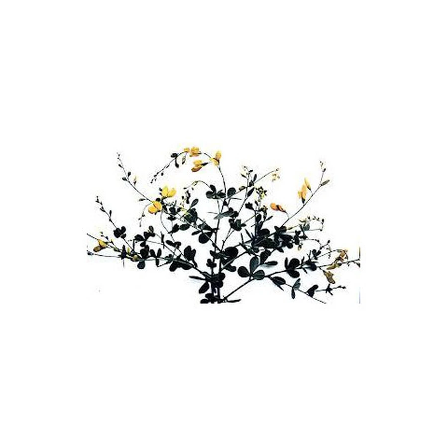 Baptisia Tinctoria Root Cutting Herbal Tea (Tisane à base de racines coupées)