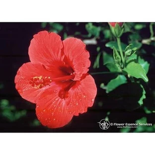 Hibiscus Ess 7,4ml Ternera
