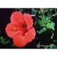 Hibiscus Ess 7.4ml Calf