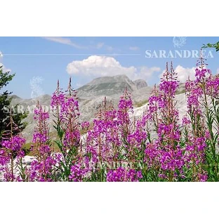 Epilobium Minor 60 Ml Gouttes
