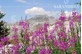 Epilobium Minor 60 ml druppels