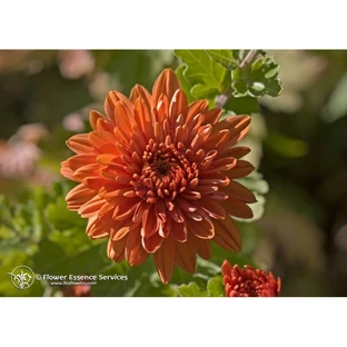 Natur Chrysantheme (Chrysanthemum Morifolium) Kalifornische Essenzen 7.4ml