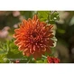 Natur Chrysantheme (Chrysanthemum Morifolium) Kalifornische Essenzen 7.4ml