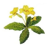 Primrose Flowers Cut Herbal Tea 100 Gr