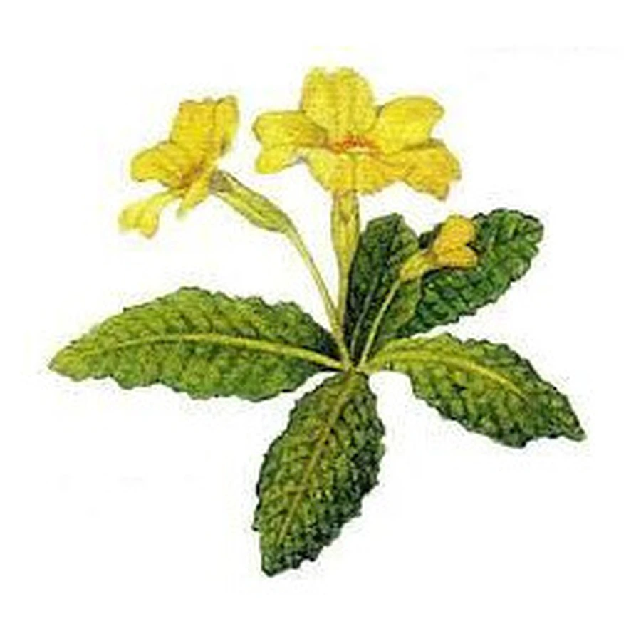 Primrose Flowers Cut Herbal Tea 100 Gr