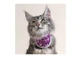 BT HALS KATZE ROSA