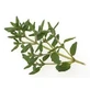 Mountain Thyme Leaves 100 Gr