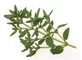 Mountain Thyme Leaves 100 Gr