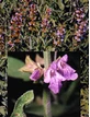 TSA SALVIA OFFICINALIS 50ML