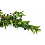 Bayas de mirto enteras 100 g para infusión