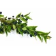 Whole myrtle berries 100 g for infusion