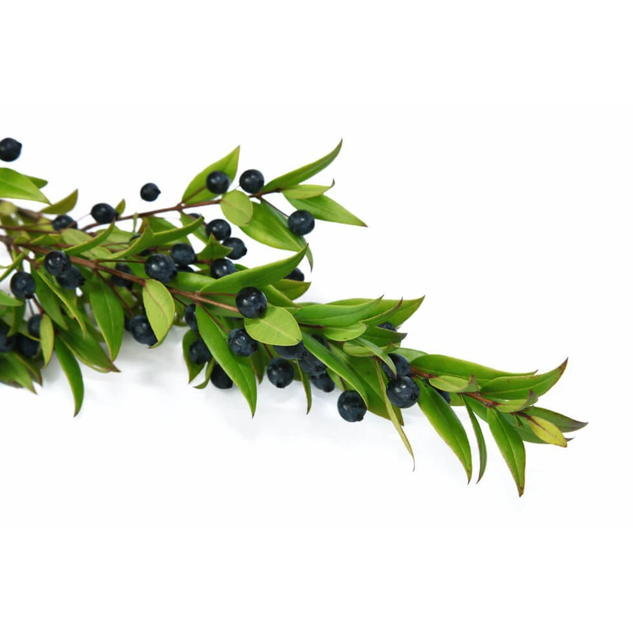 Whole myrtle berries 100 g for infusion
