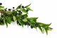 Whole myrtle berries 100 g for infusion