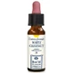 WEISSE KASTANIE ORIGINAL 10ML