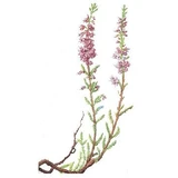  Fleurs de bruyère pour infusion et usage externe 100g