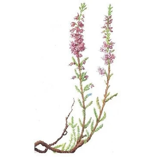  Heather flowers for infusion and external use 100g