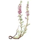  Heather flowers for infusion and external use 100g