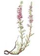Flores de brezo para infusión y uso externo 100g