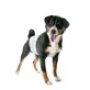 DIAPERS FASC DOGS MASC 2 12P