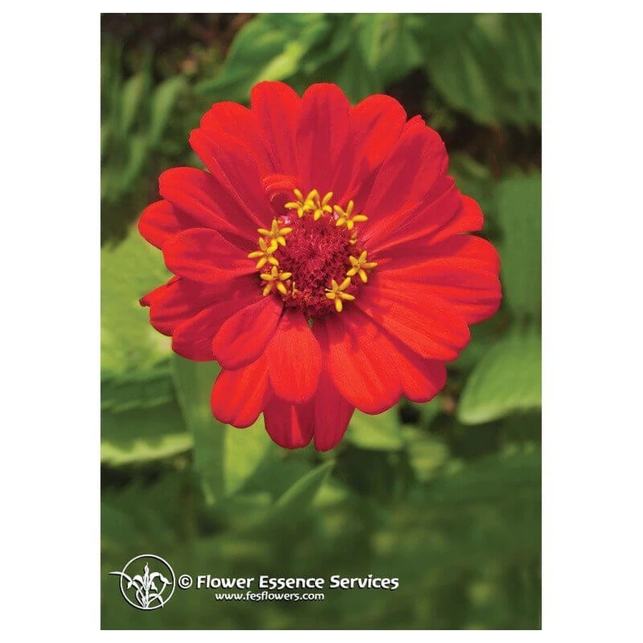 Zinnia Kalifornische Essenzen 7.4ml
