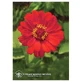 Zinnia Kalifornische Essenzen 7.4ml
