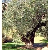 MSA OLEA EUROPEA 50ML
