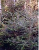 MSA ABIES PECTINATA 50ML